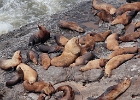 A big male with his harem of females. No California sea lions use this area, apparently.